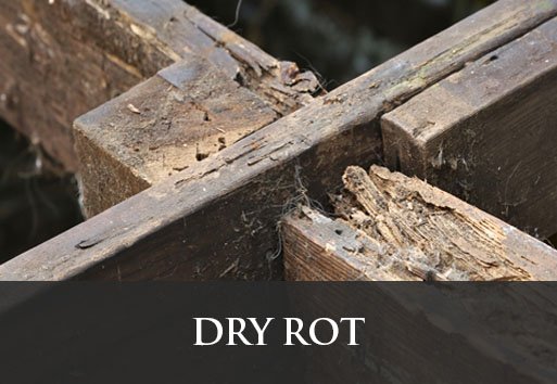 Dry Rot